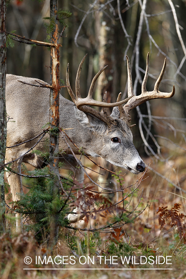 White-tailed buck investigating rub. 