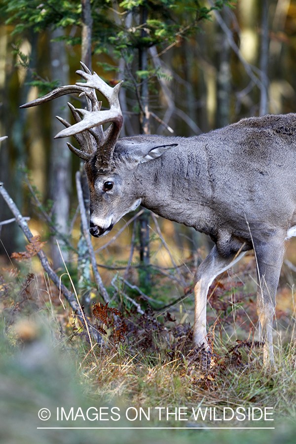 White-tailed buck in habitat. 