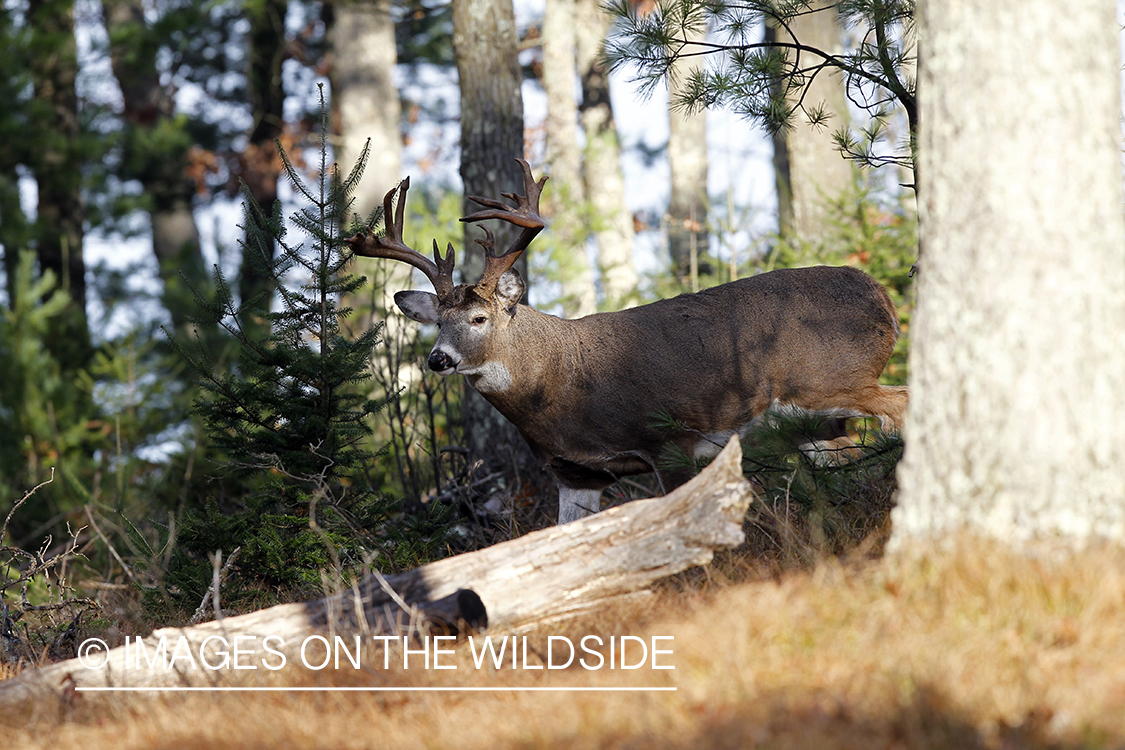 White-tailed buck in habitat.  