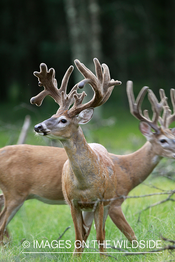 White-tailed bucks in velvet.