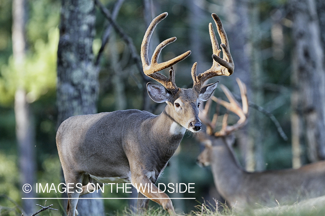 White-tailed buck in habitat.