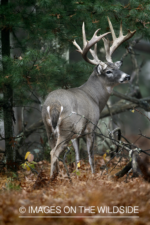 White-tailed buck in habitat.