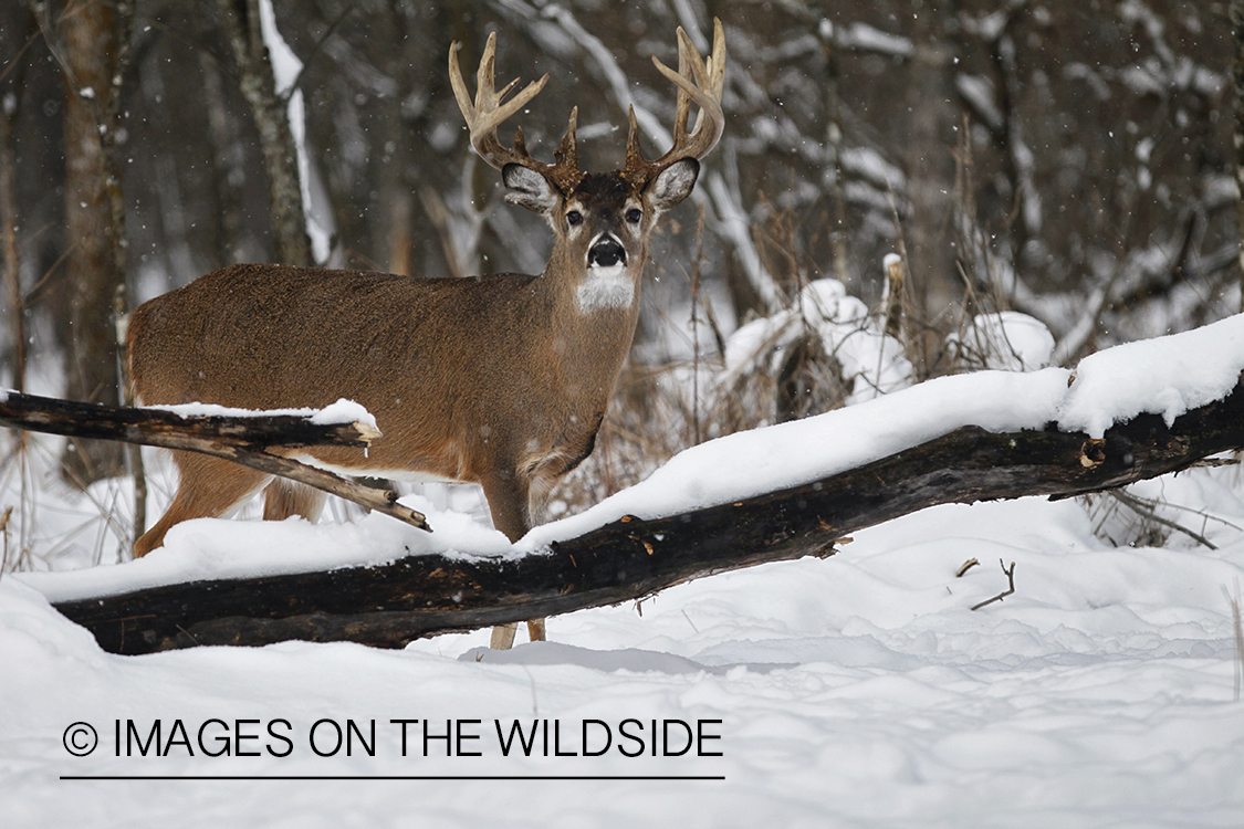 White-tailed buck in winter habitat.