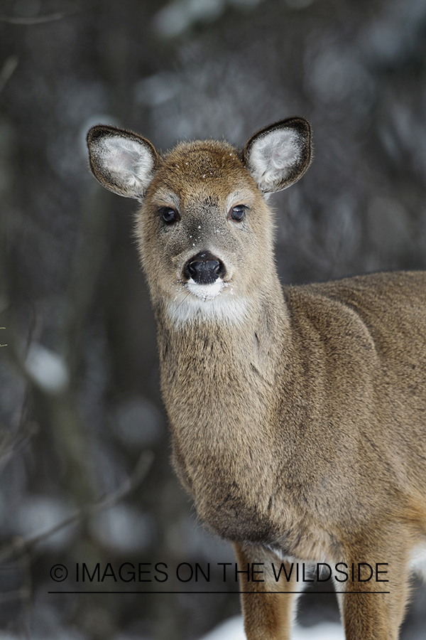 White-tailed fawn in habitat.