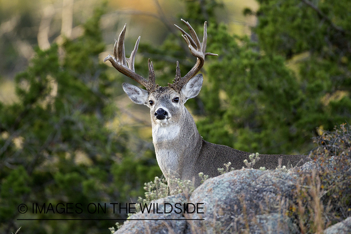 White-tailed buck in habitat.