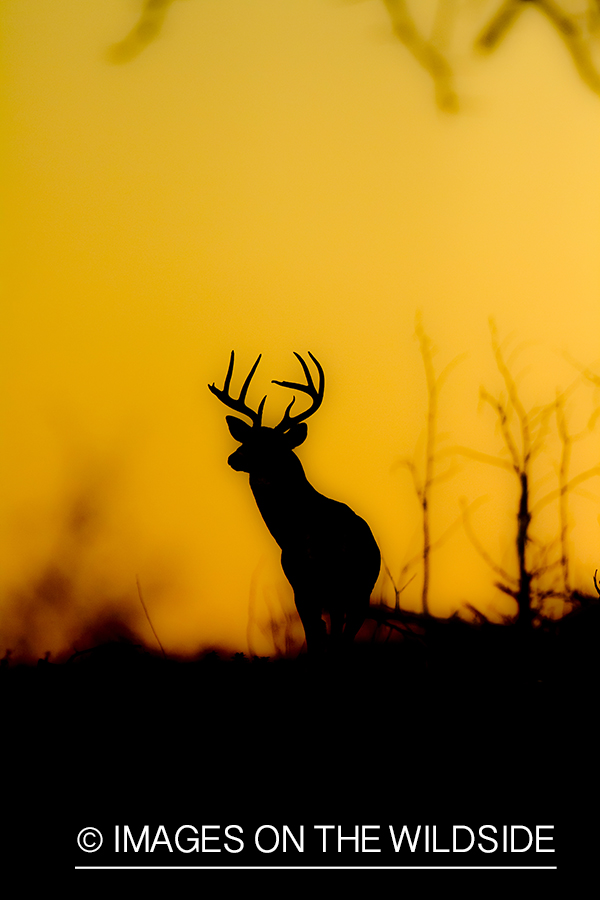 White-tailed buck at sunset (silhouette).