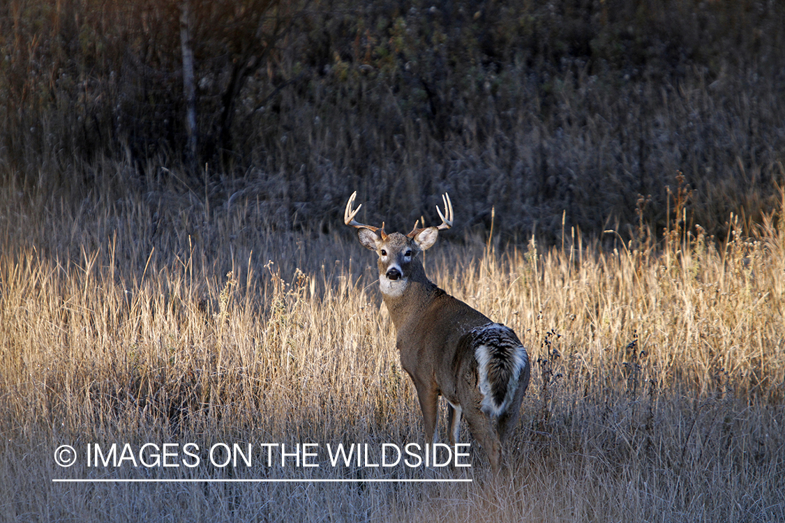 View of White-tailed buck in habitat from tree stand.