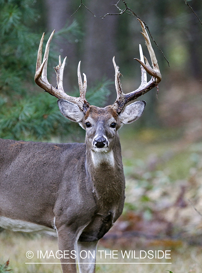 White-tailed buck in habitat.