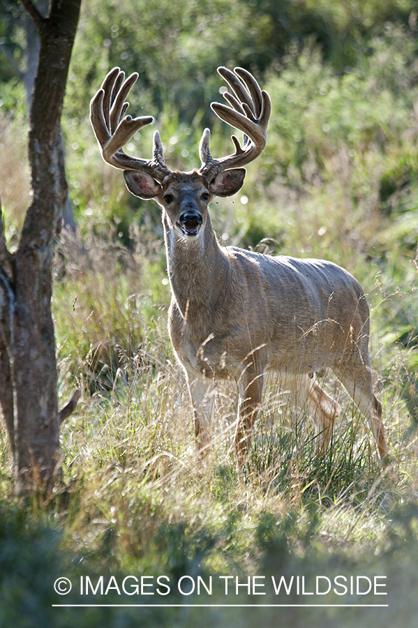 White-tailed buck in velvet.