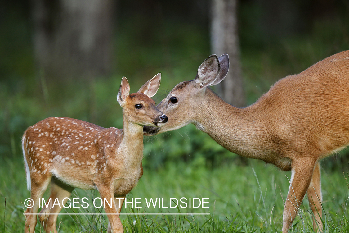 White-tailed doe with fawn in velvet.