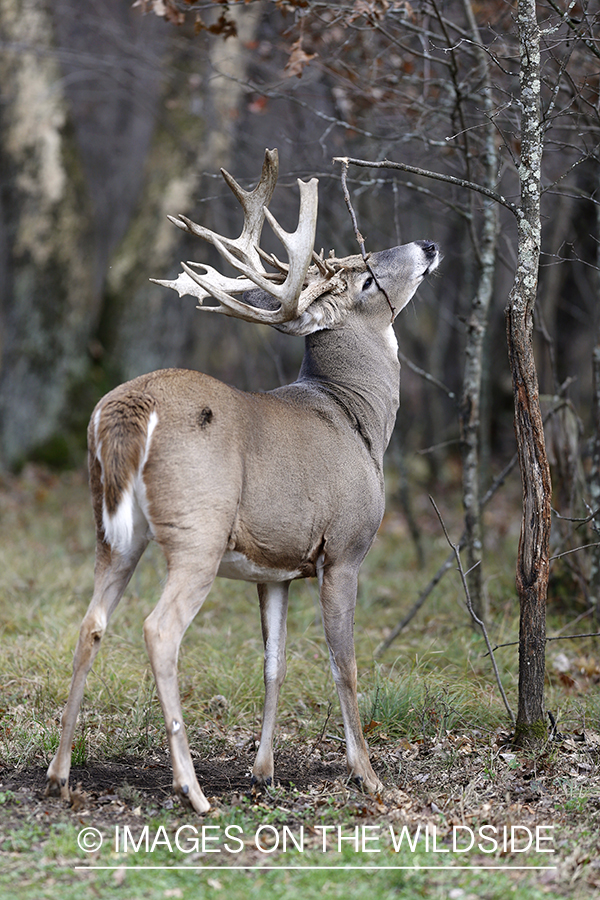 White-tailed buck scent marking.