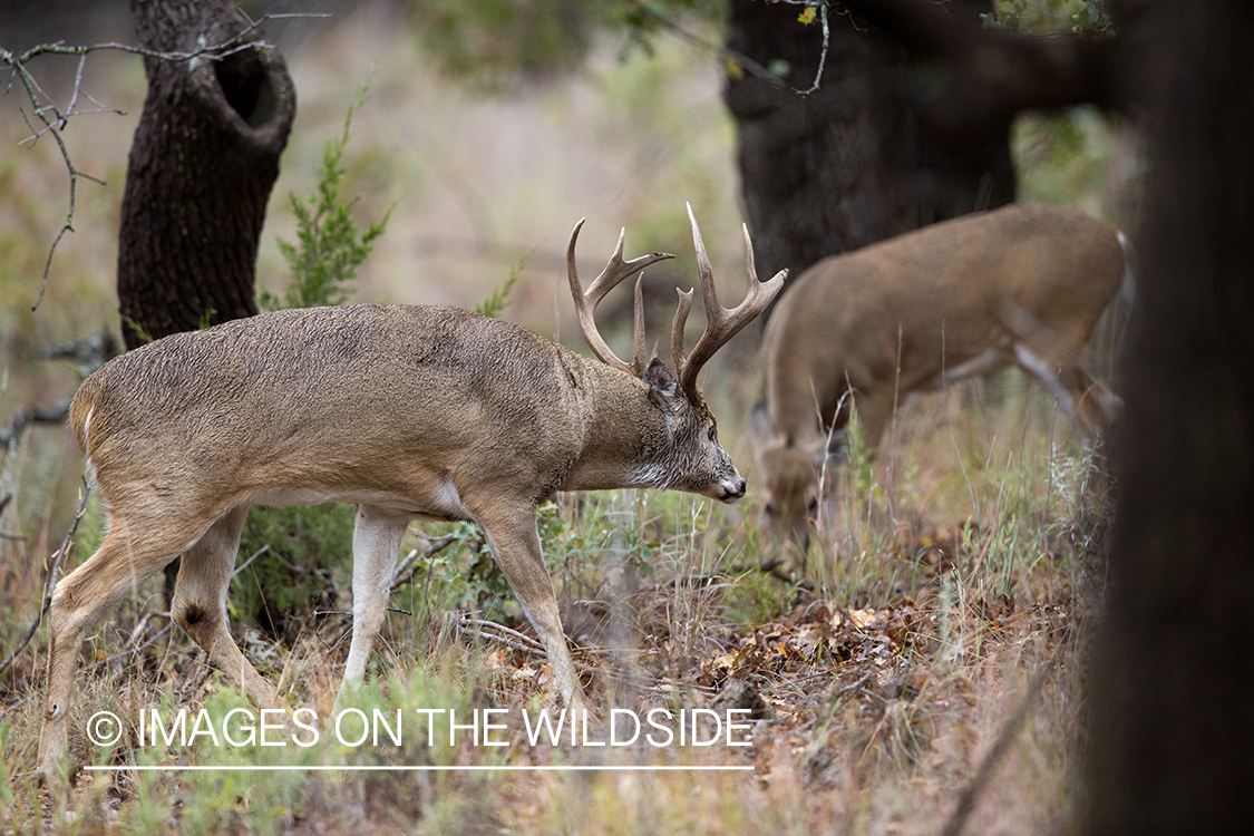 White-tailed buck approaching doe during the rut. 