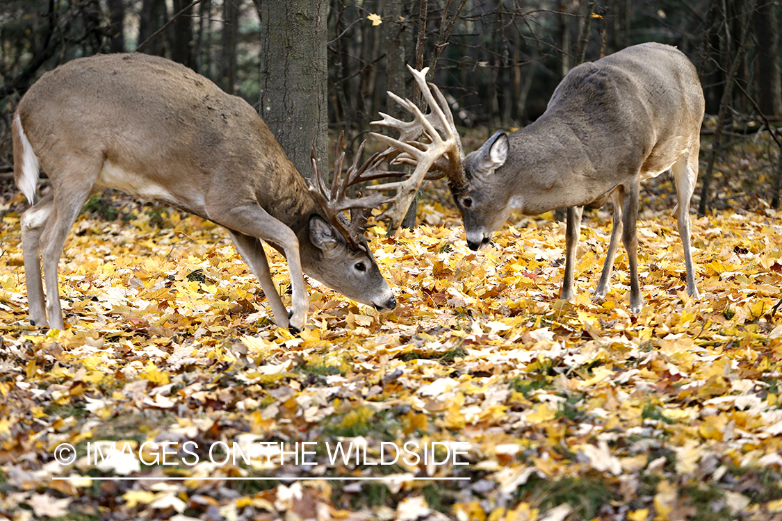 White-tailed bucks fighting during the rut. 