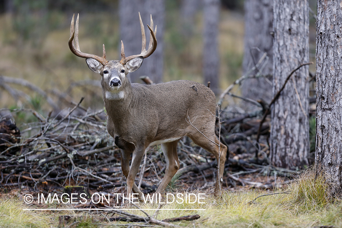 White-tailed buck in habitat.