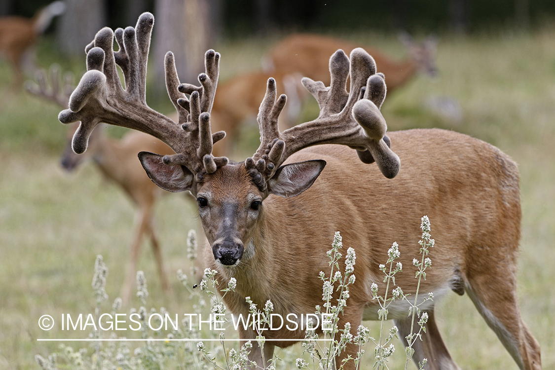 White-tailed Buck in Velvet.