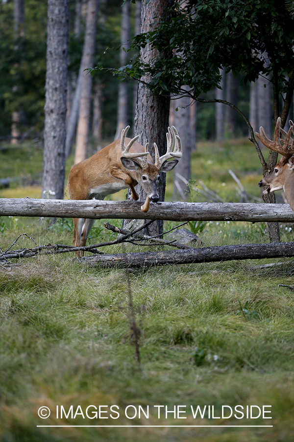 White-tailed buck jumping over log.