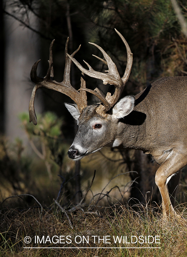 White-tailed buck in woods.