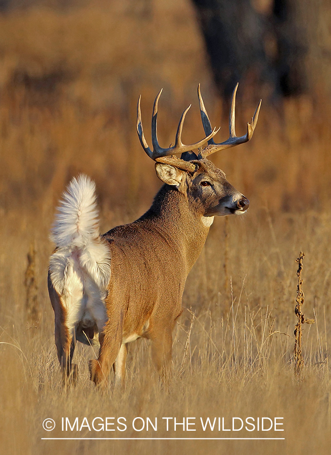 White-tailed buck flagging in field.