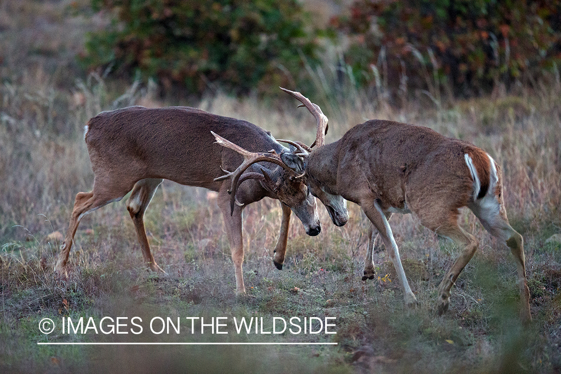 White-tailed bucks fighting.