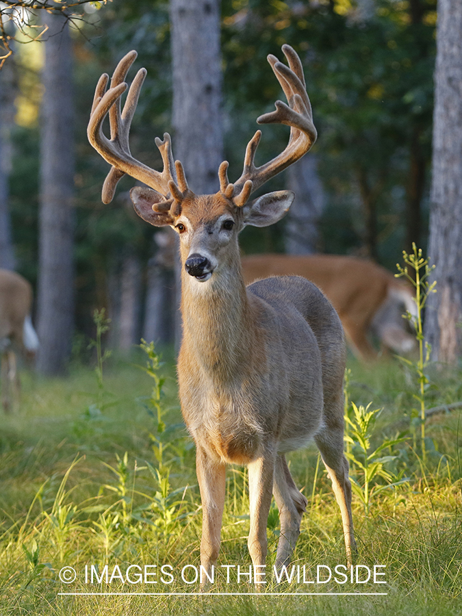 White-tailed buck in velvet.