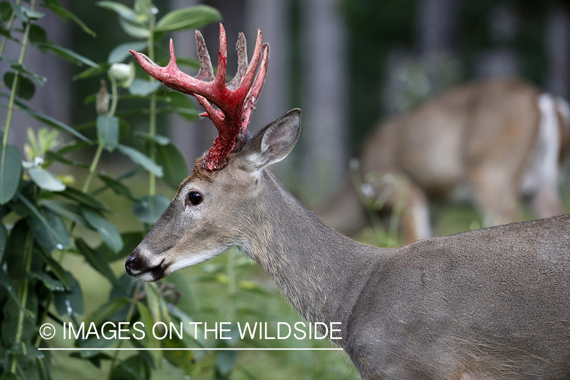 White-tailed buck shedding velvet.