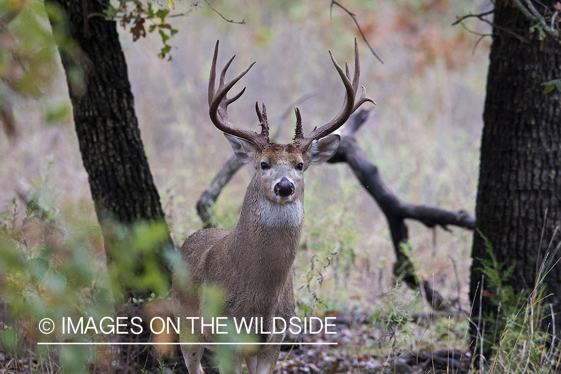 White-tailed buck in field.