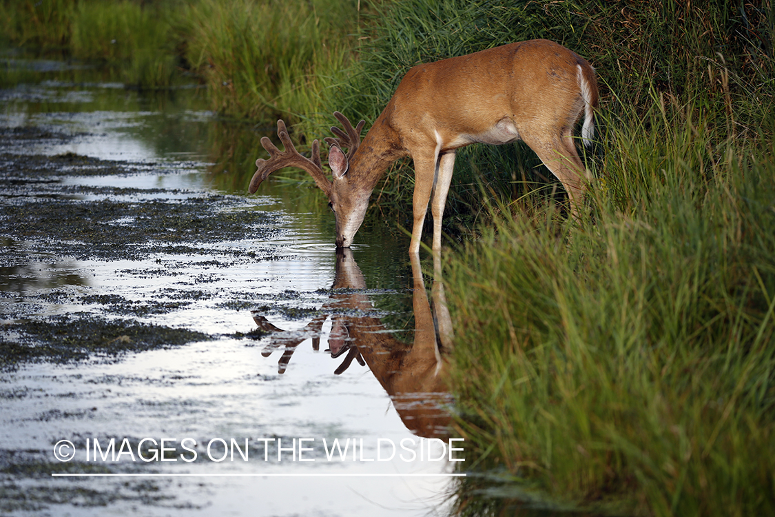 White-tailed buck next to stream.