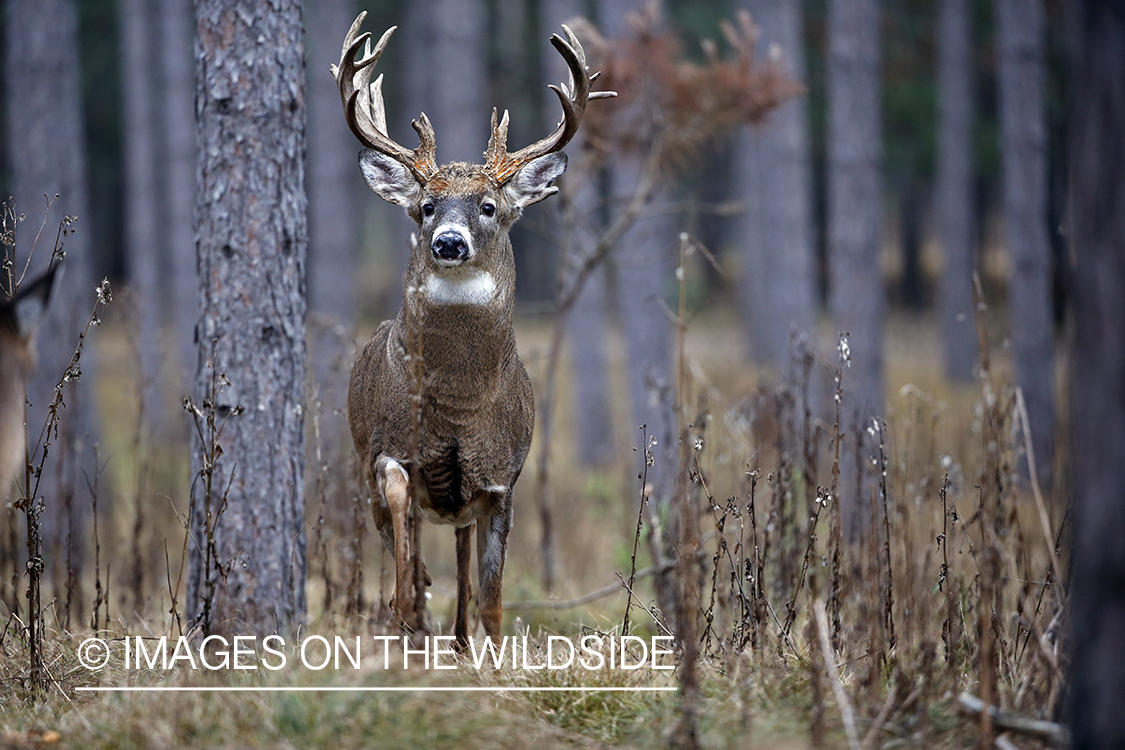 White-tailed buck in field.