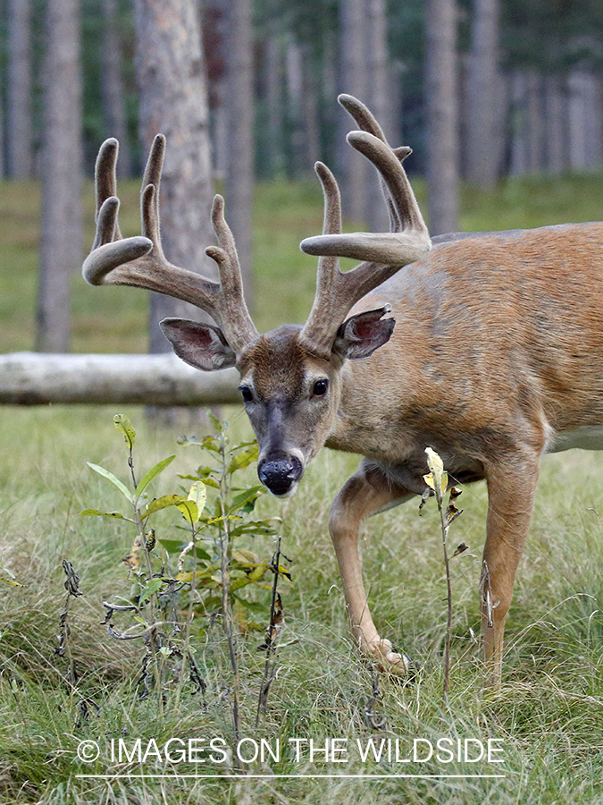 White-tailed buck in Velvet.