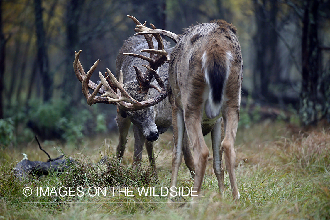 White-tailed bucks fighting.