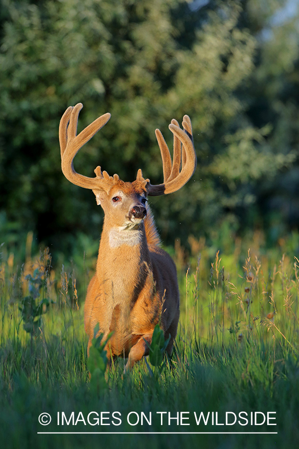 White-tailed buck in Velvet.