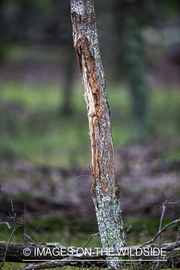 Scrape from White-tailed buck.