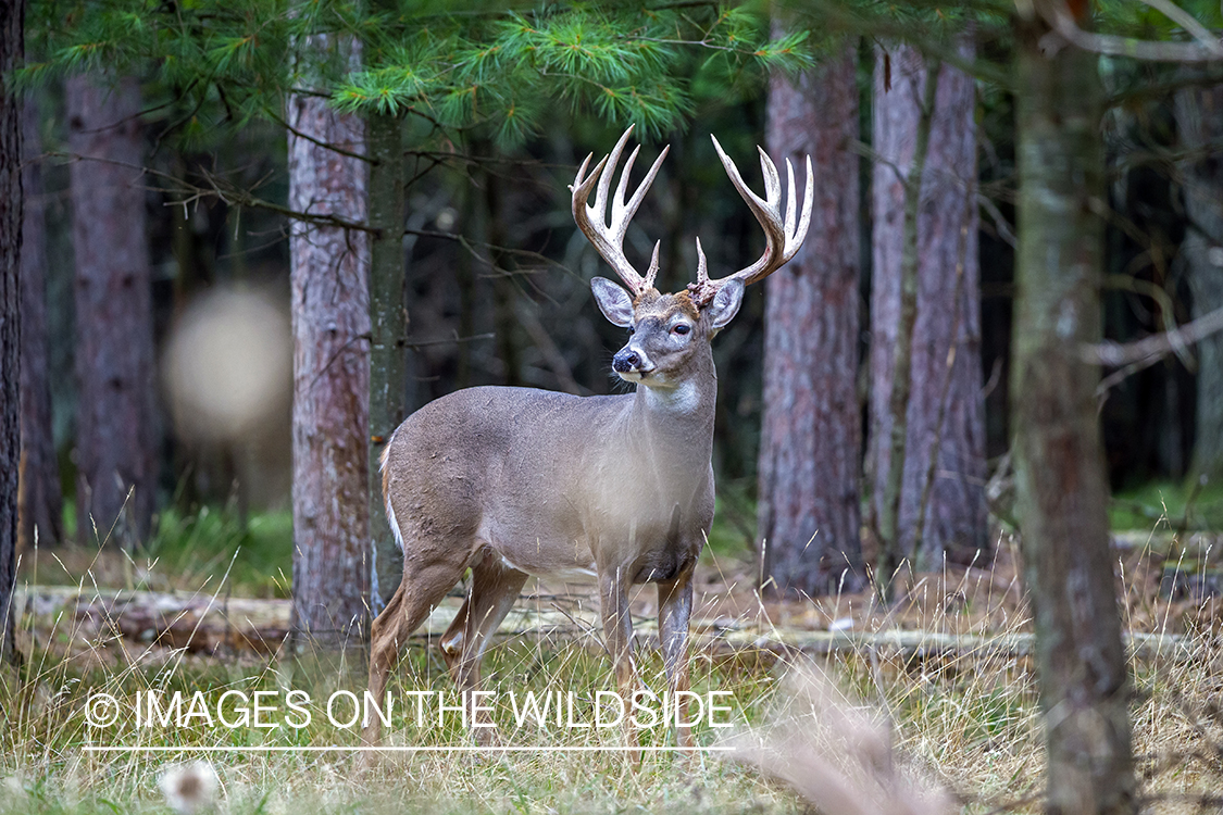 White-tailed buck in field.