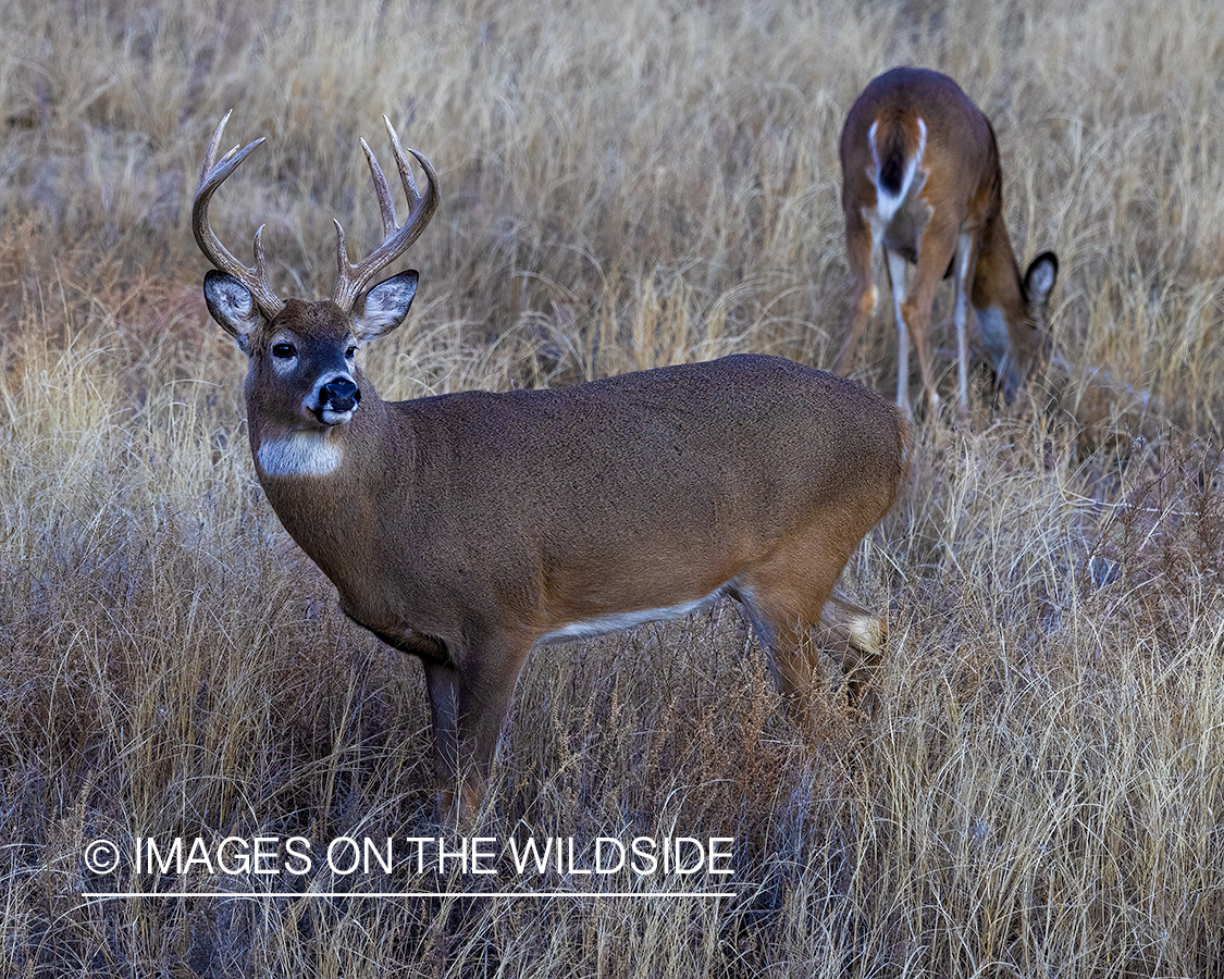 White-tailed buck in field.