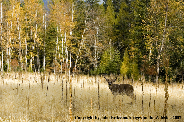 White-tailed deer in habitat