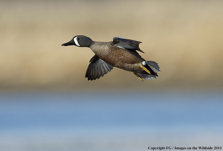 Blue-winged teal in flight.