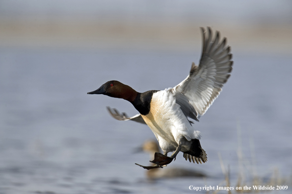 Canvasback duck landing