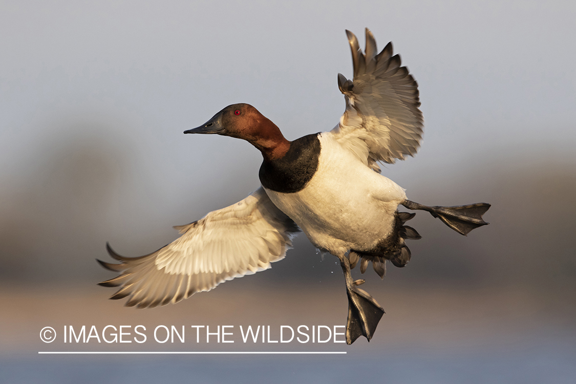 Canvasback in flight.