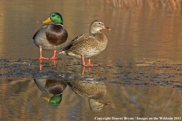 Mallards on ice.