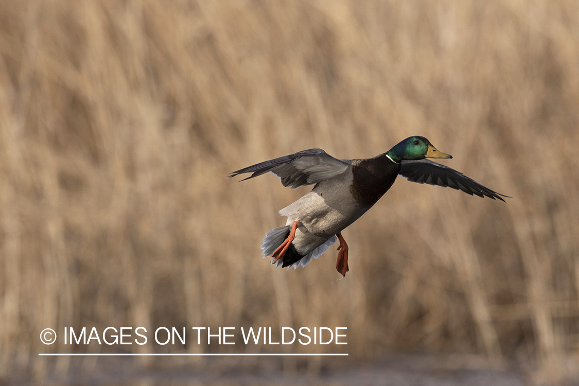 Mallard drake in flight.