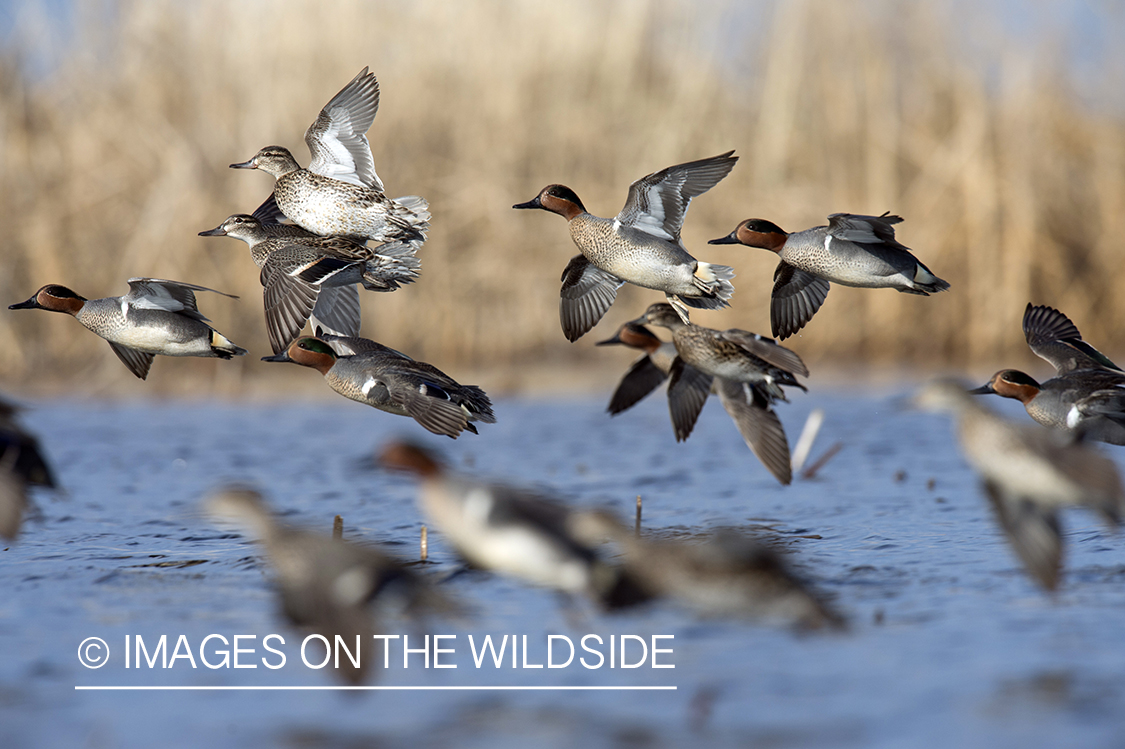 Green-winged Teal in flight.