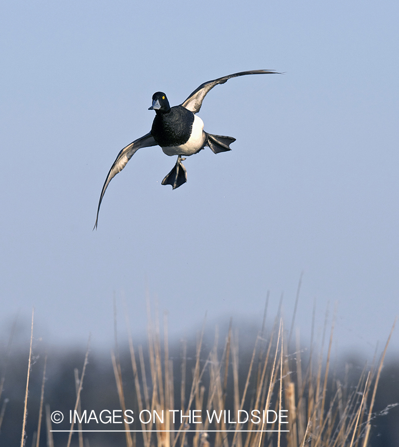 Lesser Scaup duck in flight.