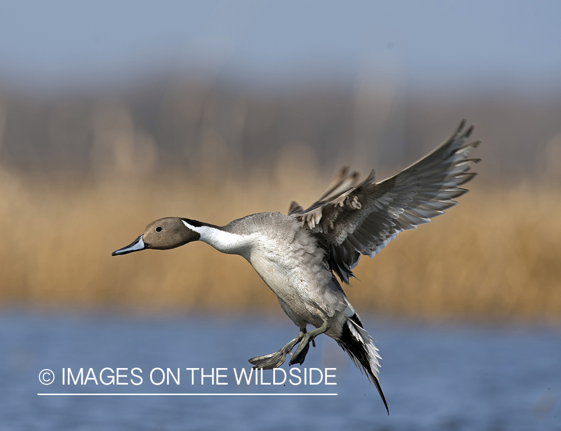 Pintail in flight.