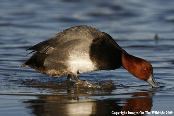 Redhead Drake Taking a Drink