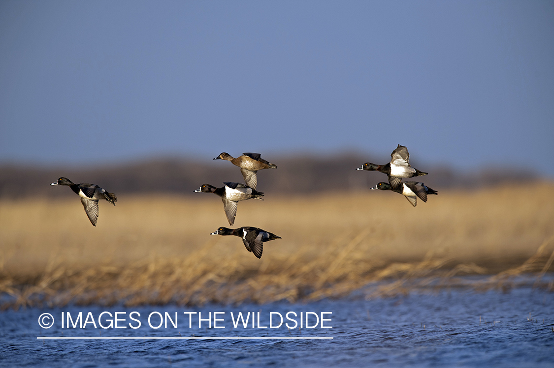 Ring-necked ducks in flight.