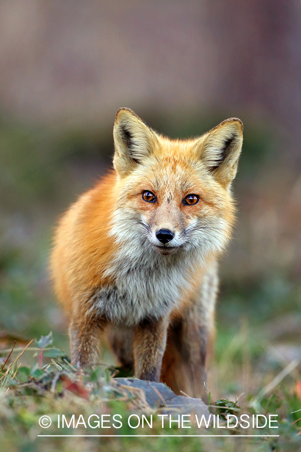 Red Fox in habitat.