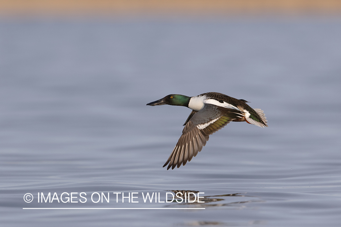 Shoveler duck in flight.