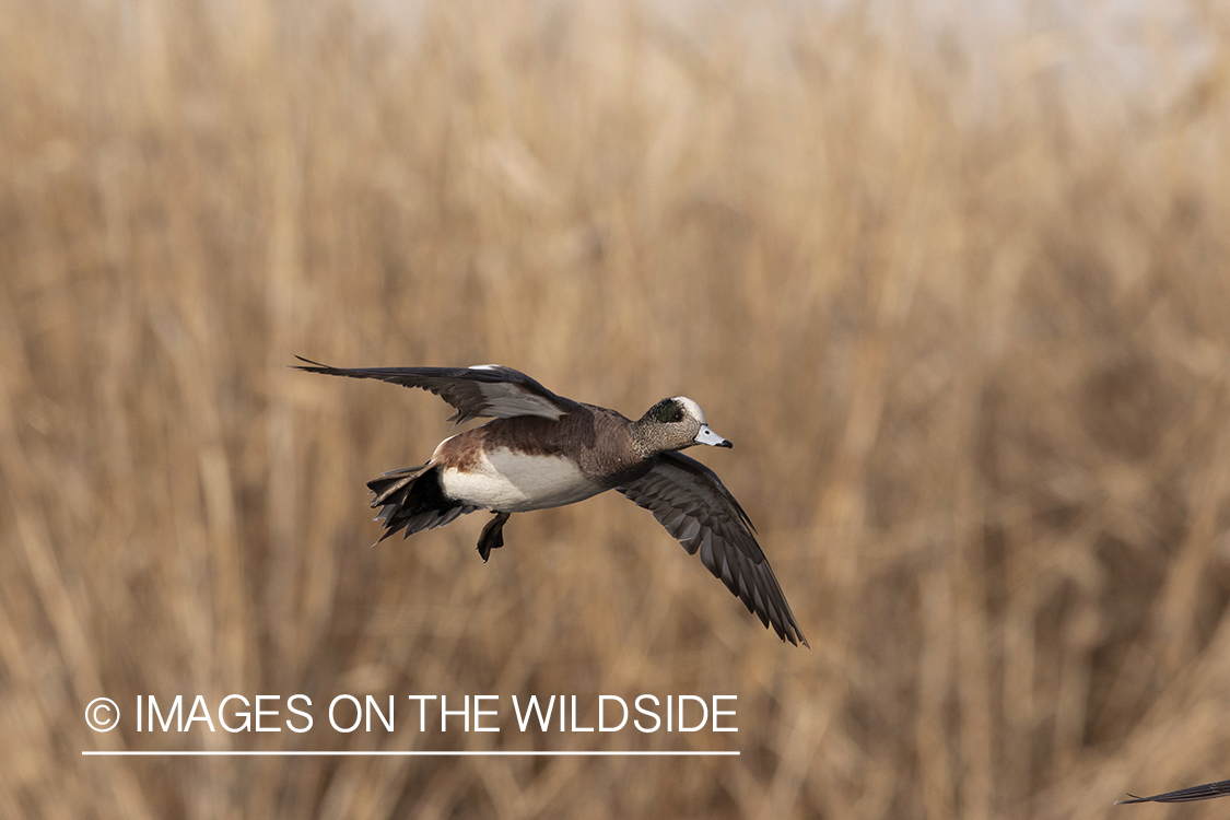 Wigeon drake in flight.