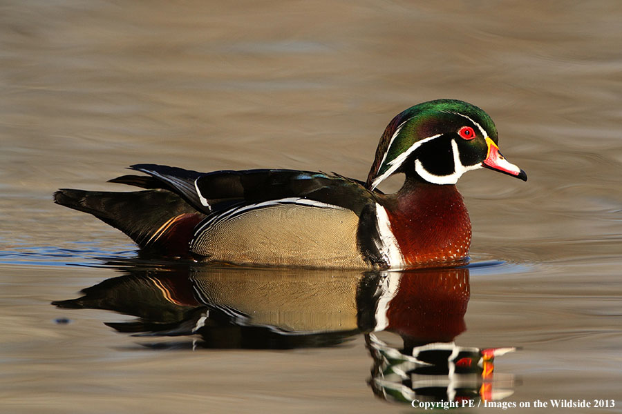 Wood Duck drake in habitat.