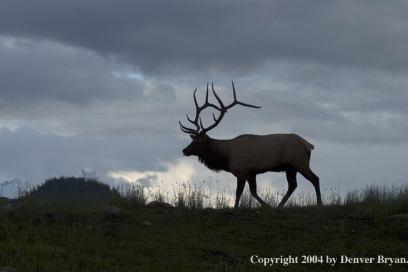 Rocky Mountain bull elk in habitat.